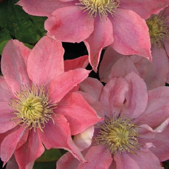Clematis Großblütige Daniel Deronda 1L - Pflanze für Anfänger und professionelle Gärtner - Ideal für Kleingarten - Schön