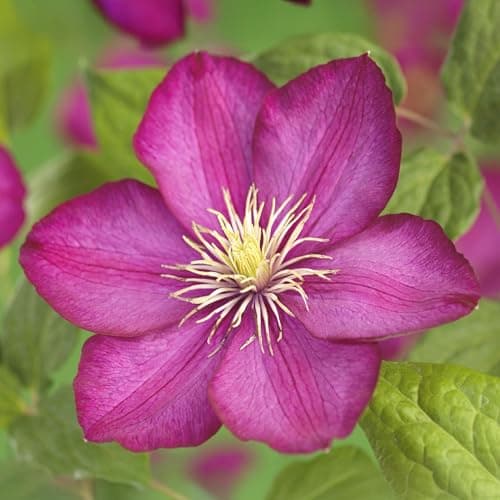 GreenboutiQ - Clematis Ville de Lyon - Rosa Blüte - Easy Care - Gartenfreunde - Terrassenvornehmlich - Duftende Blüten -