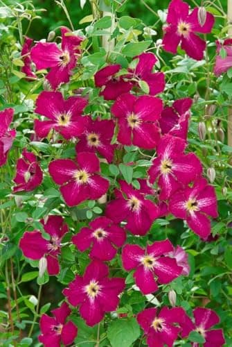 Clematis 'Rubra' winterhart und pflegeleicht für Rankgerüste
| Clematis 'Rubra' rote Blüten Juni-September, perfekt für