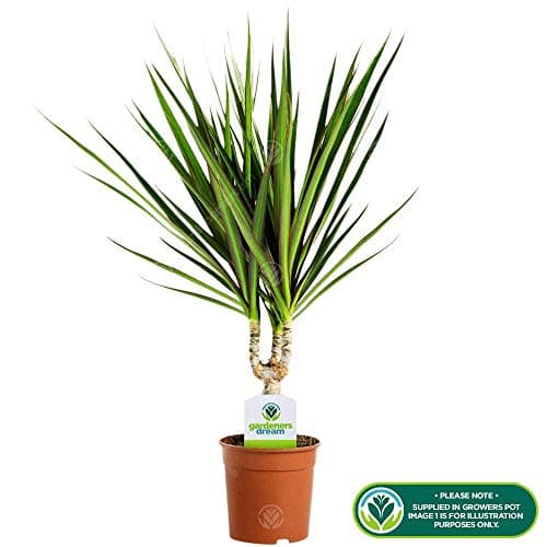 Dracaena Marginata Zimmerpflanze für Home-Office im 13cm Topf - moderne Dekoration und einfache Pflege