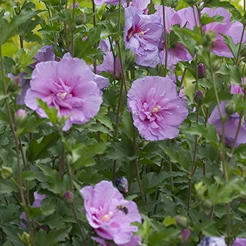 Hibiscus Syriacus Lavendel Chiffon | Blühender Gartenstrauch für Anfänger | TerrassensOGartenobastrae 20-30cm (inkl. Top