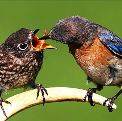 GardenersDream getrocknete Mehlwürmer - Perfekt für Vögel im Garten
| GardenersDream getrocknete Mehlwürmer - Naturvoll
