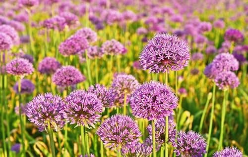 Allium 'Millenium' im 1 Liter Topf - Staude - Winterhart - Bienenfreundlich - Dauerblüher - für den Garten - 1 Liter Top