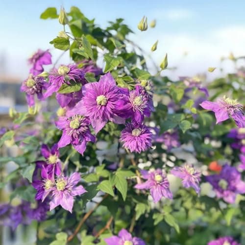 Winterhart Clematis Pflanze - Stark blühend für jeden Garten - ELEGANTE STRFACTEN - 3 Zwiebeln-Set