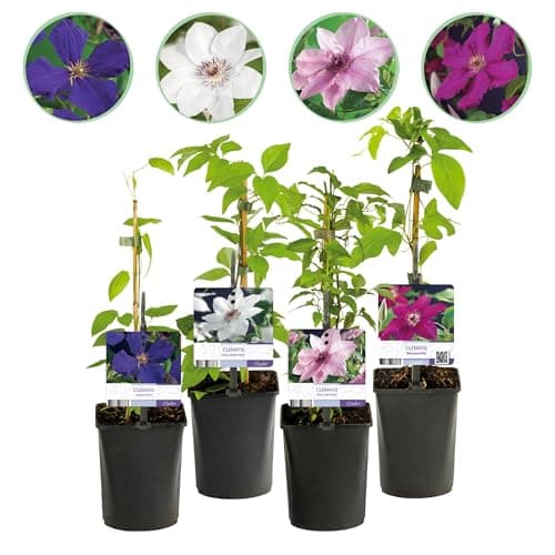 GreenboutiQ Clematis Rainbow Kletterpflanze - Blüte Rosa Weiss Lila Rot - Wenig Pflege - 4 Pflanzen pro Topf - 11cm Höhe