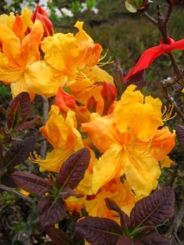 Bronzegelb blühende Garten Azalee Rhododendron luteum Klondyke 50-60 cm hoch im 5 Liter Pflanzcontainer für frische Blüt