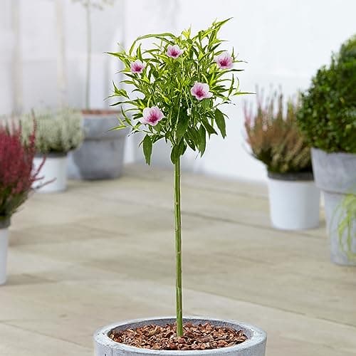 Prunus Pink Peachy Patio Baum, robust für den Garten, ideal für outset, blühender Baum im 3L Topf.