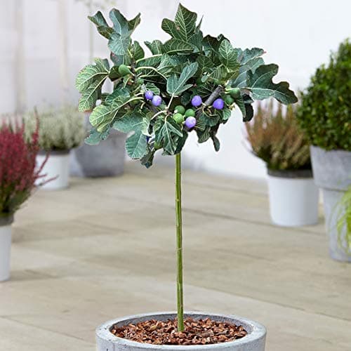 Ficus 'Brown Turkey' Baum - Sommergrün getopfter Feigenbäume für kleine Gärten | Premium Pflanze mit großem Fruchtressen