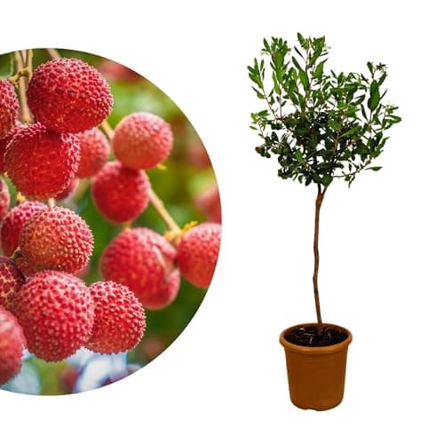 Meine Orangerie Erdbeerbaum – Arbutus unedo – Erdbeermarillen für Garten & Terrasse im Ø 20cm Topf - Höhe inkl. Topf ca.