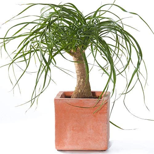 Beaucarnea Recurvata 40-50cm getopfte Perfedeschwanz Palme für Zuhause oder das Büro - eleganterierz.de