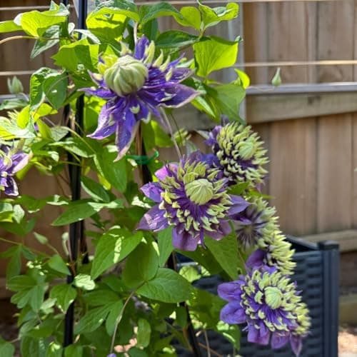 Clematis Pflanze Winterhart Mehrjährig Ideal für Pergolen und Zaune - Stark wachsend & easy zu kümmern - 3 Zwiebeln Pake