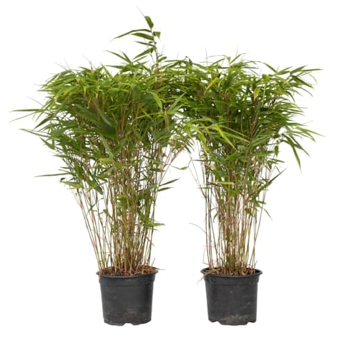 Fargesia nitida 'Gansu' Plant in a Box - 2er-Set - Winterhart Immergrün - Topf 17cm - nicht invasiv - dunkelvioletter Ba