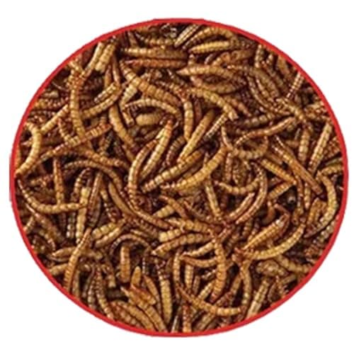 GardenersDream getrocknete Mehlwürmer - Perfekt für Vögel im Garten
| GardenersDream getrocknete Mehlwürmer - Naturvoll