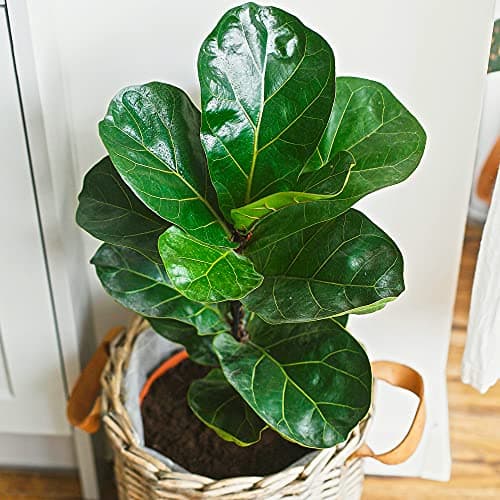 Ficus Lyrata Geigenbeime | Büro-Pflanze Geschenk | 30-40cm getopft