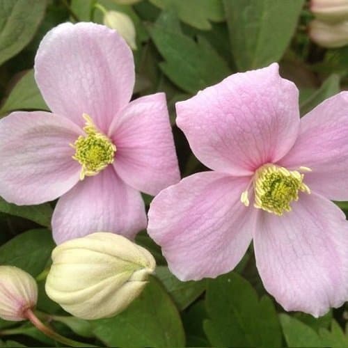 3 x Clematis Montana Rubens (Waldreben) - 3 kaufen/2 bezahlen | Rosa, Mehrjährig und Winterhart | 1,5 Liter Töpfe