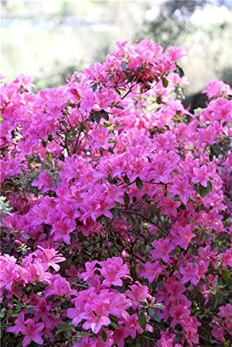 Rhododendron 'Kermesina' Japanische Azalee - 20-25cm im Topf gewachsen + Farbenprächtige Blüte + Dicotyloden Pflanze