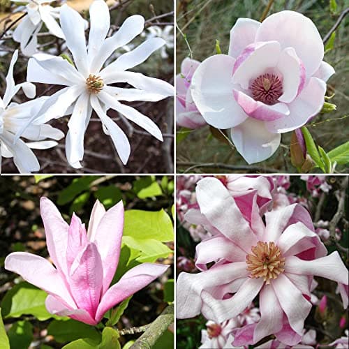 4 x Magnolienbaum Kollektion Sternmagnolie Winterhart & Tulpenmagnolie in 9 cm Töpfen für den Gartenrand | Blühende Laub