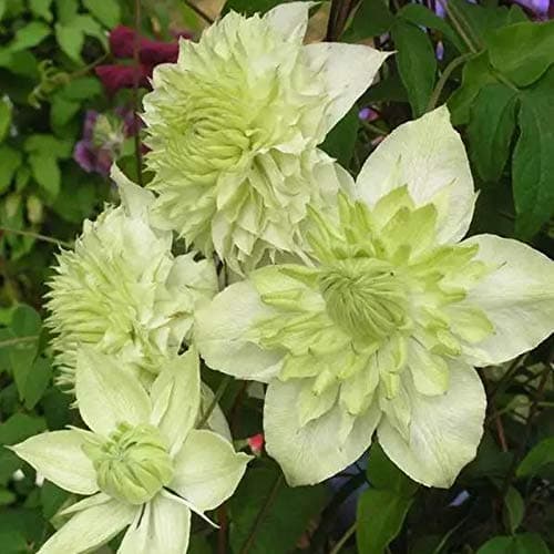 Clematis-Rhizom. Clematis winterhart mehrjährige „Königin der Reben“ - Schmücken Sie die Umgebung -10 Rhizom-Beschläge f