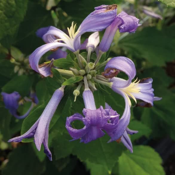Clematis Großblütige Daniel Deronda 1L - Pflanze für Anfänger und professionelle Gärtner - Ideal für Kleingarten - Schön