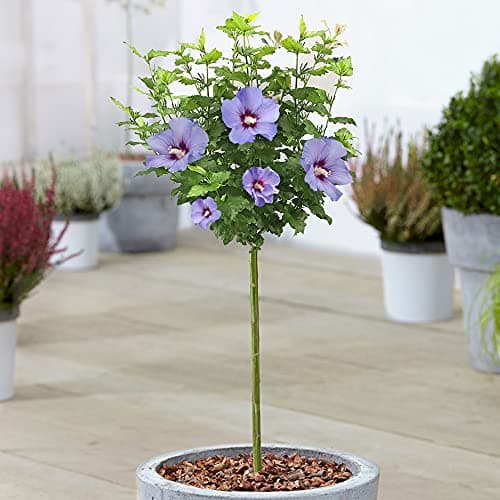 Hibiscus Marina - Rose von Sharon Topfbaum | Ideal für Gärten & Terrassen |anseitable:

1. Laubabwerfender Baum
| Schön