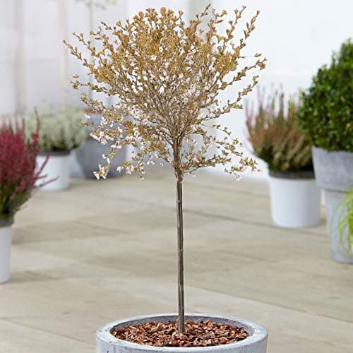 Prunus Kojou-No-Mai Baum | Kompakte Zwerg-Fuji-Zierbäume für kleine Gärten in Töpfen