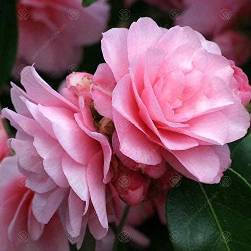 Camellia williamsii 'Spring Festival' - Immergrüner pinker Gartenstrauch für Anwender im Garten | 9cm Topf