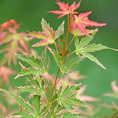 Acer palmatum Taylor - Japanischer Ahorn - Großer Topfbaumbaum für den Außenbereich - Schön-dekorativ - Ideal für Parks