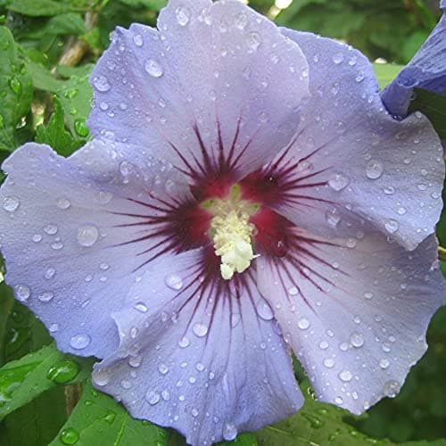 Hibiscus Marina - Rose von Sharon Topfbaum | Ideal für Gärten & Terrassen |anseitable:

1. Laubabwerfender Baum
| Schön