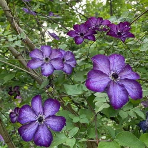 Clematis Knollen Winterhart - Robuste Pflanze für Anfänger-Perfect für Gartenanfänger-Blüten im Frühjahr-3-Zwiebel-Pflan