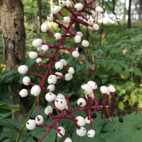 Actaea pachypoda 'Misty Blue' Baneberry Strauch Immergrüner Gartenstrauch | 9cm Topf - Dauerhafte Blüte | Ideal für Schu