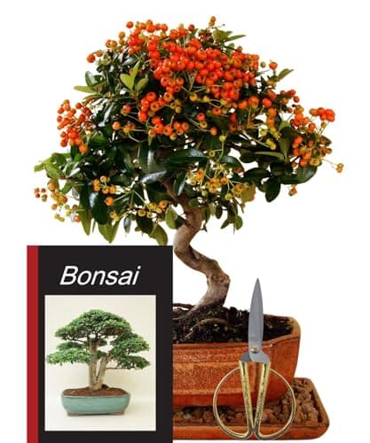 Genki-Bonsai Chinesischer Liguster 30–35 cm - pflegeleicht für Anfänger & Fortgeschrittene – 3-teiliges Komplettset mit