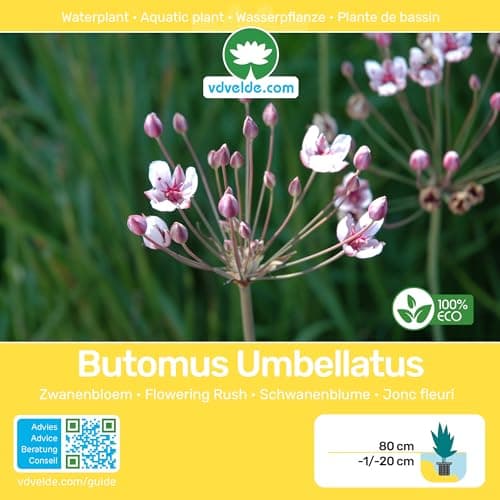 Van der Velde Wasserpflanzen Set Winterhart - 9 Teichpflanzen - Für Miniteiche und große Gartenteiche - Seerose, Schwane