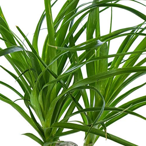 Beaucarnea Recurvata 40-50cm getopfte Perfedeschwanz Palme für Zuhause oder das Büro - eleganterierz.de