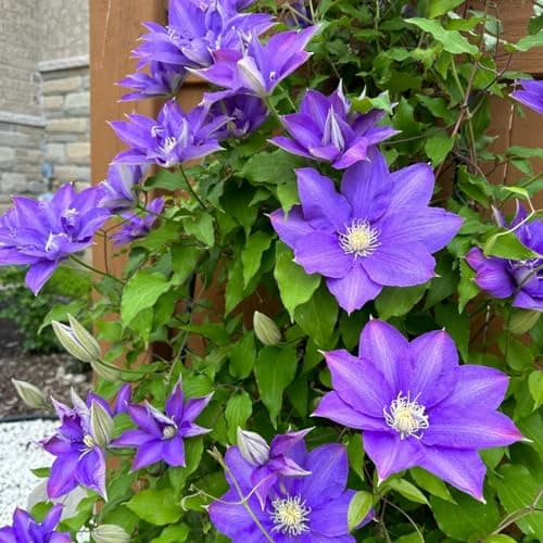 Clematis Pflanze Winterhart Mehrjährig Ideal für Pergolen und Zaune - Stark wachsend & easy zu kümmern - 3 Zwiebeln Pake