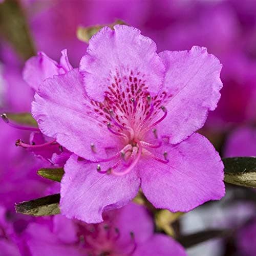 Rhododendron obt. 'Königstein' - Japanische Azalee 20-25cm Topfgesamtgröße