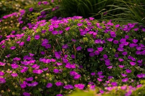 10 x Geranium sanguineum 'Max Frei' - Kompakt, leuchtend und unermüdlich blühend - Tolle leuchtende Blüten - für Gartena