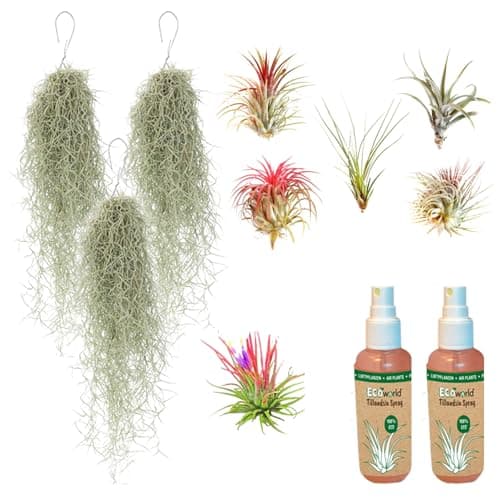 Ecoworld Ionantha Red Tillandsia - 3er Set - Pflegeleicht für Interieur - Stewardship Council - Rot - Luft Pflanze