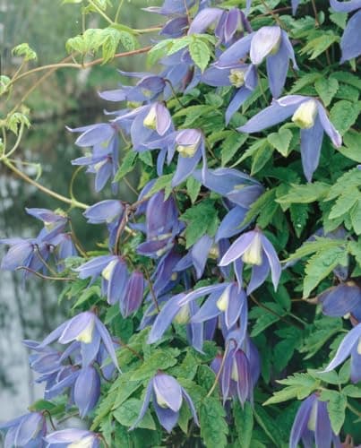 Clematis alpina 80-100 cm - Winterharte Rankpflanze, ideal für Rankgerüste, pflegeleicht und mit blauen Blüten im April-