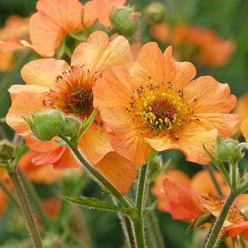 Geum Totally Tangerine Avens, robuste Gartenstauden für den Außenbereich + [Spektakuläre Farben] + [Einhüllende Blüte] +