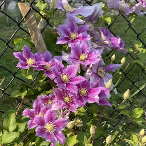 Winterhart Clematis Pflanze - Stark blühend für jeden Garten - ELEGANTE STRFACTEN - 3 Zwiebeln-Set