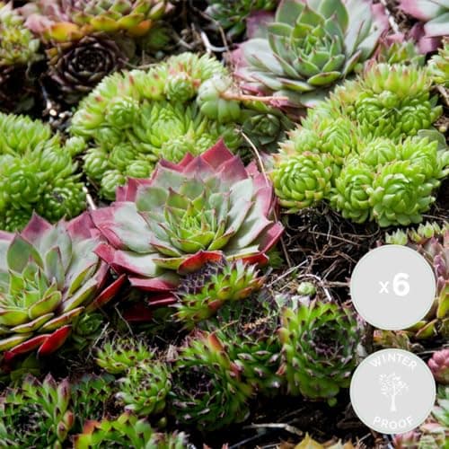Sempervivum-Mischung Bloomique 6er-Mix Winterhart für Gartenpflanzen Topf 7 cm