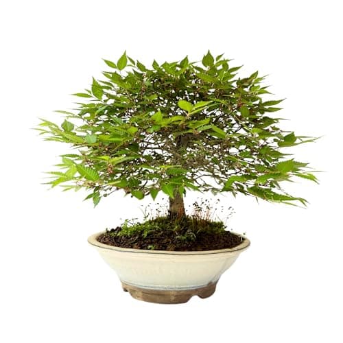 Bonsai Baum mit Keramik Blumentopf - Ligustrum, Ficus, Carmona, Podocarpus - für Indoor-Verwendung, perfekt für Büro und