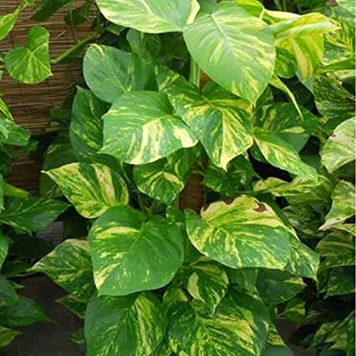 Epipremnum Aureum - Gemeiner-Efeu | Hängekorbpflanze | Beliebte Tropische Zimmerpflanze für Jeder