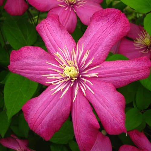 Clematis Großblütige Daniel Deronda 1L - Pflanze für Anfänger und professionelle Gärtner - Ideal für Kleingarten - Schön