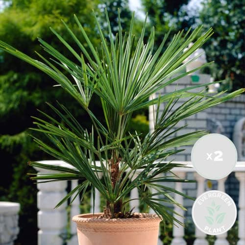Bloomique Washingtonia Robusta - Winterharte Fächerpalme - Gartenpflanzen Winterhart - für Balkon - 50-70 cm Höhe - 14 c