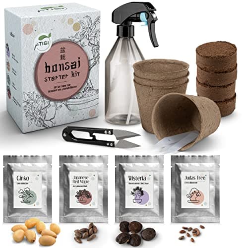 JATISI Glücksbaum Bonsai-Starter Kit – Nachhaltiges Anzuchtset für Anfänger mit Samen & Werkzeugen