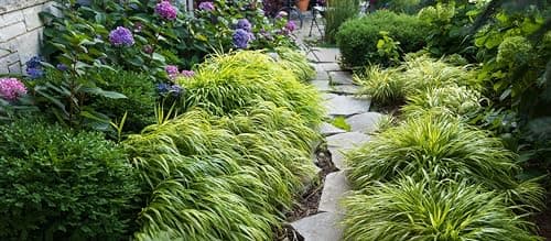 Hakonechloa macra 'Aureola' im 1 Liter Topf - Japanisches Gold Berggras für zeitlose Gärten - Goldgestreifte Harmonie vo