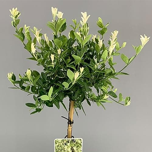 Gardener's Dream Euonymus Harlequin Baum - Idylleschwender für Garten, Balkon und Terrasse, Winterhart, 70-80 cm (Beigei