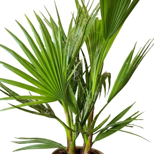 Bloomique Washingtonia Robusta - Winterharte Fächerpalme - Gartenpflanzen Winterhart - für Balkon - 50-70 cm Höhe - 14 c