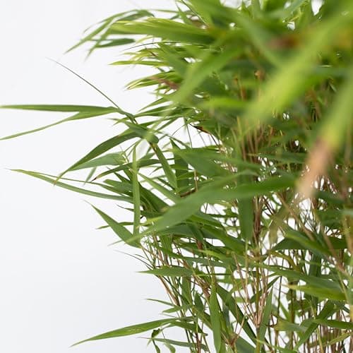Fargesia nitida 'Gansu' Plant in a Box - 2er-Set - Winterhart Immergrün - Topf 17cm - nicht invasiv - dunkelvioletter Ba